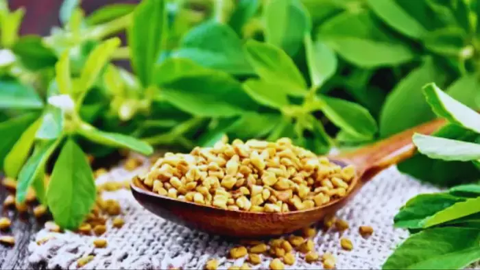 Jaipur: विश्व प्रसिद्ध नागौरी पान मेथी को जीआई टैग का इंतजार खत्म होने की उम्मीद Jaipur: विश्व प्रसिद्ध नागौरी पान मेथी को जीआई टैग का इंतजार खत्म होने की उम्मीद