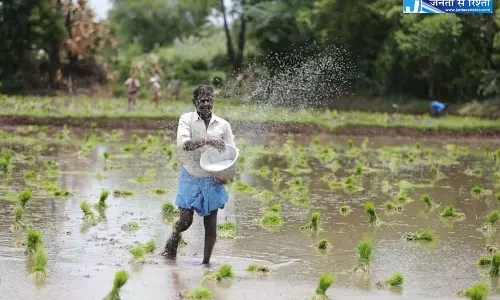 छत्तीसगढ़ में 69 प्रतिशत बोनी पूर्ण