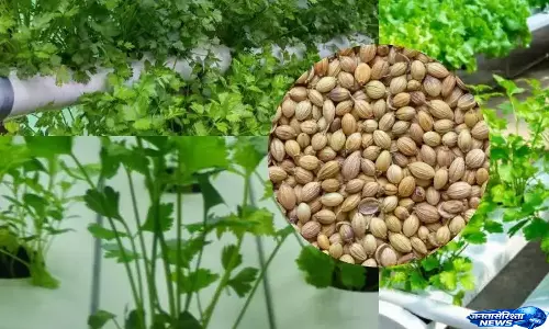 Kitchen का आसान धनिया हैक Kitchen का आसान धनिया हैक