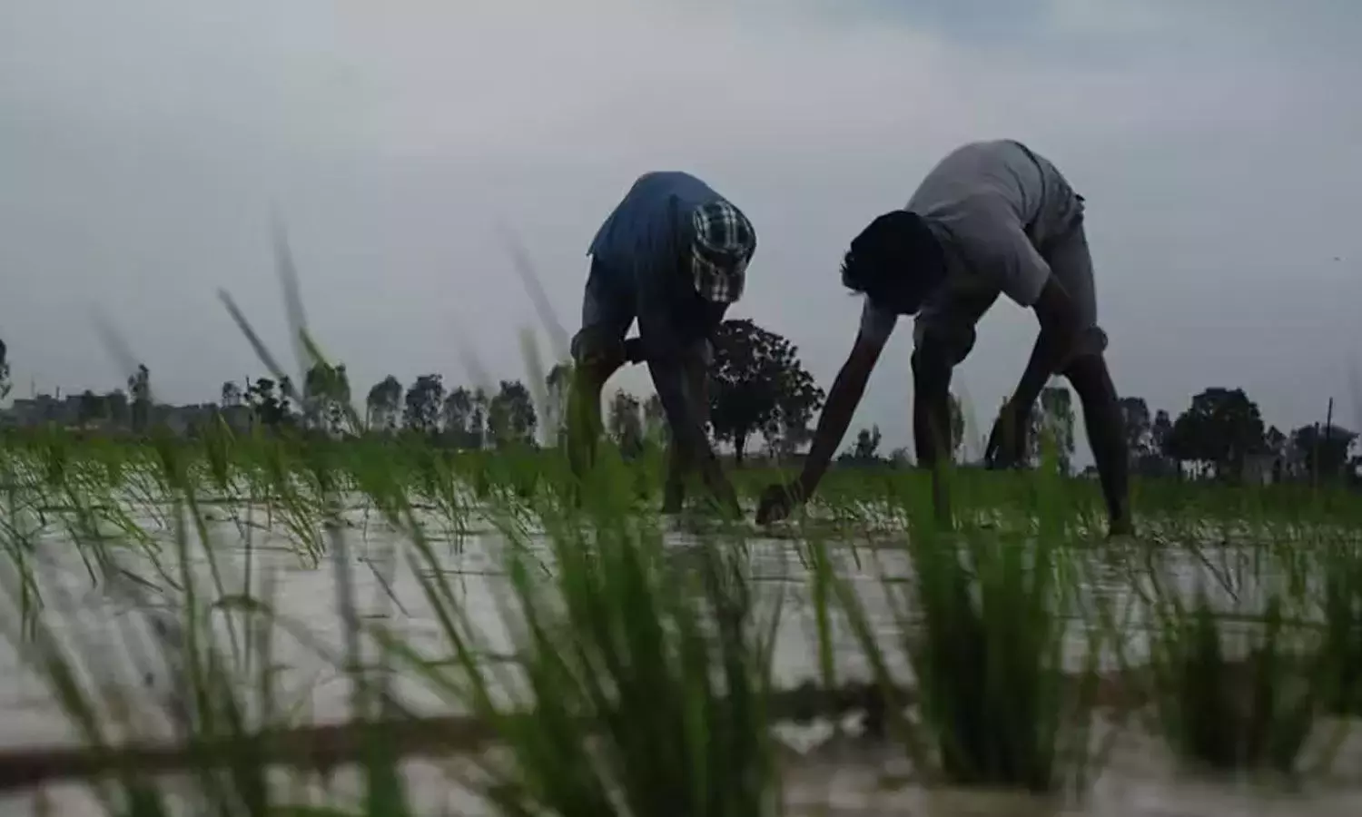 Andhra: किसानों को धान की रोपाई टालने की सलाह दी गयी है Andhra: किसानों को धान की रोपाई टालने की सलाह दी गयी है