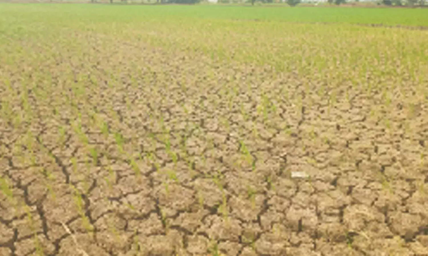 Andhra: पानी न निकलने के कारण किसान फसलों को सूखते हुए देख रहे हैं Andhra: पानी न निकलने के कारण किसान फसलों को सूखते हुए देख रहे हैं
