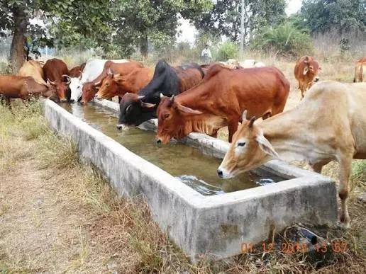 Jaipur: गौ सेवा के संदेश के साथ 27 जुलाई को जुटेंगे गायत्री परिवार के कार्यकर्ता