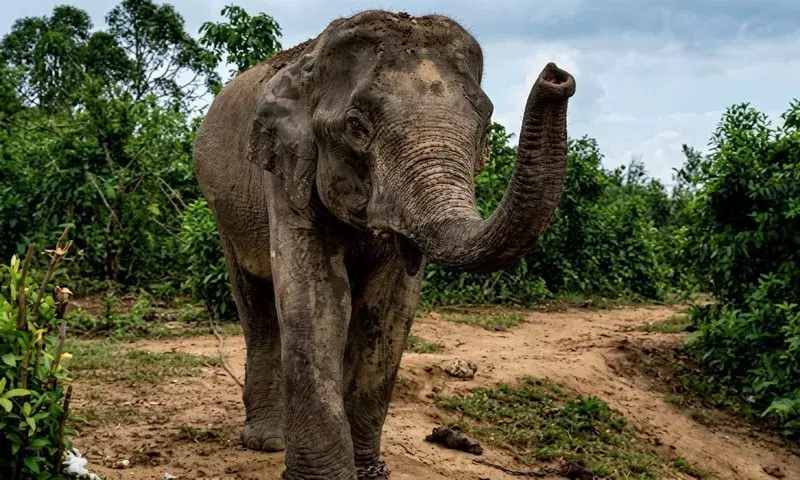 हाथी मंगल सिंह को तीन महीने बाद भी खास देखभाल का इंतजार हाथी मंगल सिंह को तीन महीने बाद भी खास देखभाल का इंतजार