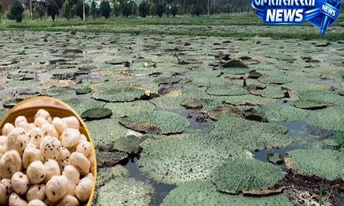 उजला सोना से बदलेगी किसानों की किस्मत, भोजपुर में मखाना खेती को मिलेगा बढ़ावा