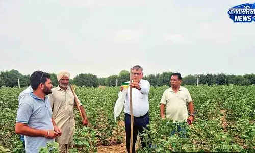 Haryana में गुलाबी सुंडी का खतरा, कपास किसान सतर्क Haryana में गुलाबी सुंडी का खतरा, कपास किसान सतर्क