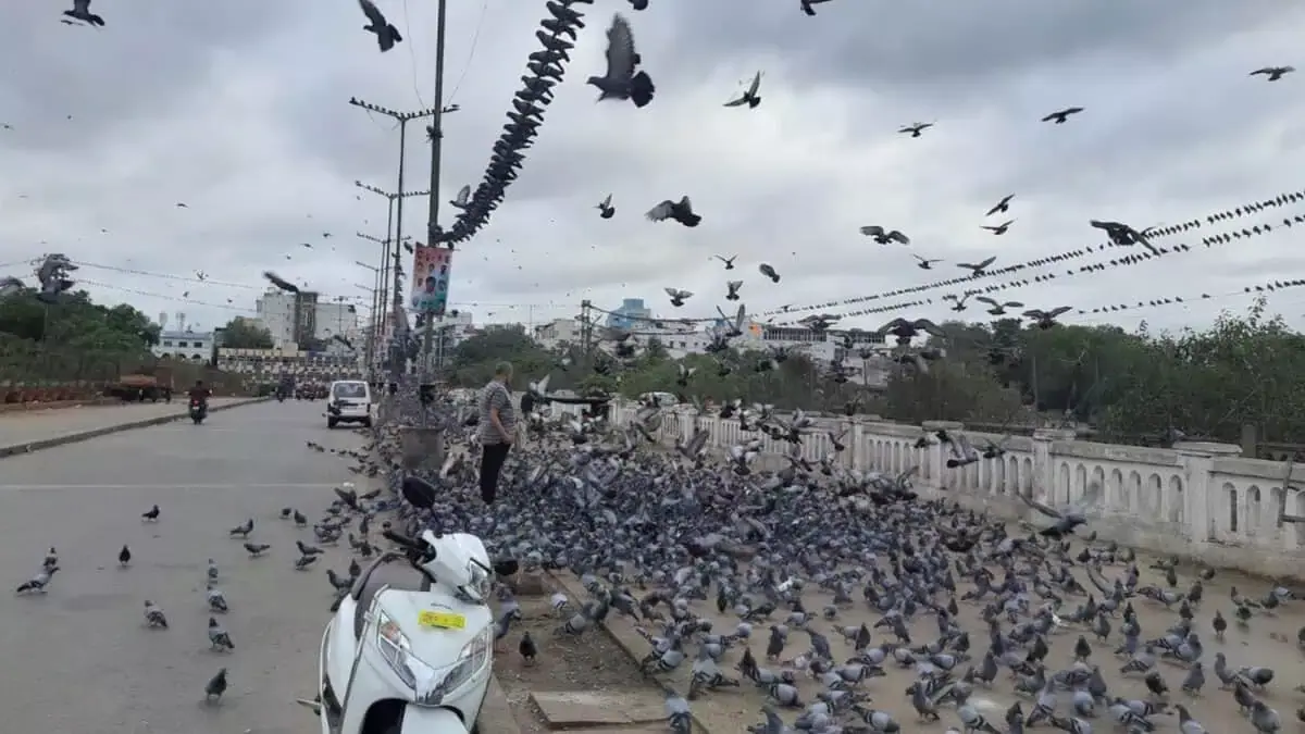 Hyderabad: हाई कोर्ट के निर्देश के बाद हैदराबाद में क्या बदल सकते हैं नियम? Hyderabad: हाई कोर्ट के निर्देश के बाद हैदराबाद में क्या बदल सकते हैं नियम?
