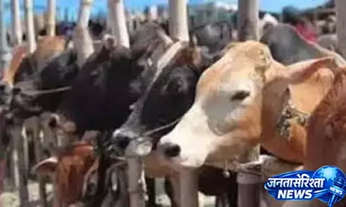 मोहाली में टैंक में फंसा बेजुबान, 4 घंटे बाद रेस्क्यू मोहाली में टैंक में फंसा बेजुबान, 4 घंटे बाद रेस्क्यू