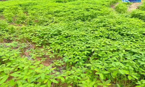 ढैंचा से बदली खेती की तस्वीर ढैंचा से बदली खेती की तस्वीर