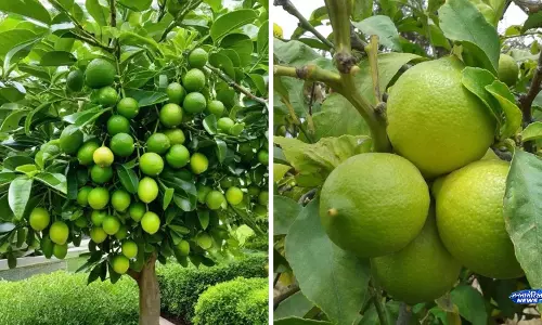 Lemon का पौधा रहेगा हरा-भरा, महीने में एक बार डालें ये खास घोल Lemon का पौधा रहेगा हरा-भरा, महीने में एक बार डालें ये खास घोल