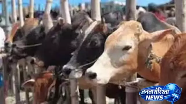 मोहाली में टैंक में फंसा बेजुबान, 4 घंटे बाद रेस्क्यू मोहाली में टैंक में फंसा बेजुबान, 4 घंटे बाद रेस्क्यू