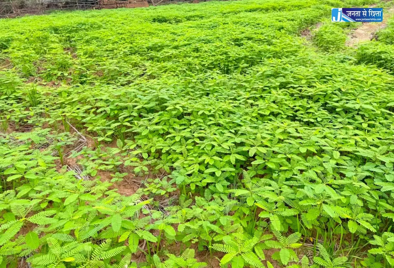 ढैंचा से बदली खेती की तस्वीर ढैंचा से बदली खेती की तस्वीर