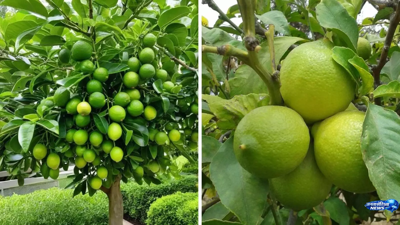 Lemon का पौधा रहेगा हरा-भरा, महीने में एक बार डालें ये खास घोल Lemon का पौधा रहेगा हरा-भरा, महीने में एक बार डालें ये खास घोल
