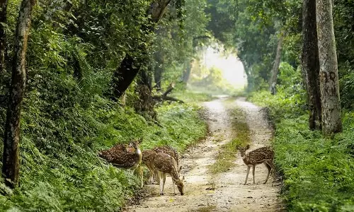 Manipur: शिरुई जंगलों में पहली बार दिखे लुप्तप्राय ढोल, वन्यजीव संरक्षण के लिए बड़ी उपलब्धि Manipur: शिरुई जंगलों में पहली बार दिखे लुप्तप्राय ढोल, वन्यजीव संरक्षण के लिए बड़ी उपलब्धि