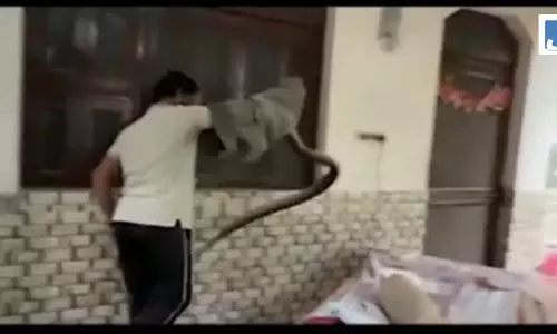 नजर पड़ते ही उड़े होश! एक तरफ जहरीला कोबरा, दूसरी तरफ 8 फीट का अजगर...