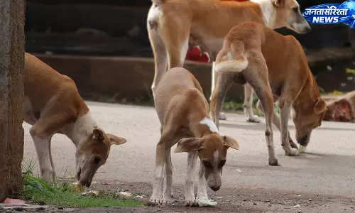 आवारा कुत्तों की नसबंदी में अड़चन, 12 हजार ऑपरेशन का अभियान अटका