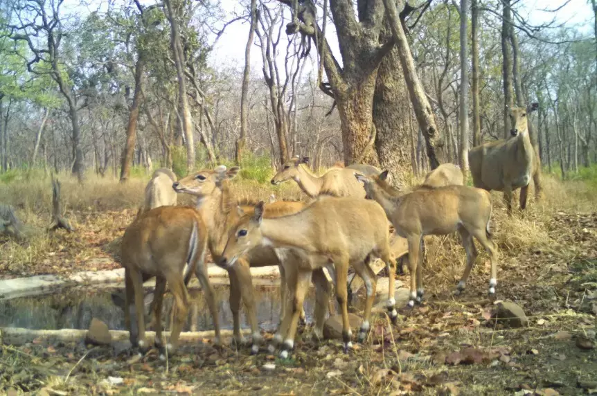 Telangana: वन्यजीवों के लिए पानी सुनिश्चित करें, वन अधिकारियों ने बताया Telangana: वन्यजीवों के लिए पानी सुनिश्चित करें, वन अधिकारियों ने बताया