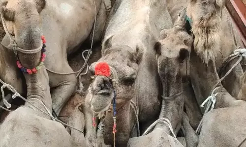 Nuh: पशु तस्करी की साजिश नाकाम, नूंह पुलिस ने बचाए 9 ऊंट और 13 गोवंश Nuh: पशु तस्करी की साजिश नाकाम, नूंह पुलिस ने बचाए 9 ऊंट और 13 गोवंश