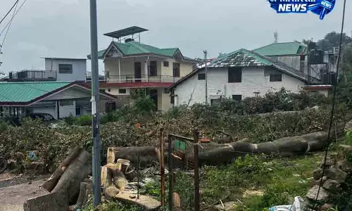 Dharamshala में पेड़ों की अवैध कटाई की जांच शुरू