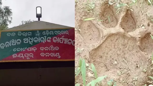 ओडिशा के कोरापुट में बाघ की संदिग्ध मौजूदगी से दहशत फैल गई ओडिशा के कोरापुट में बाघ की संदिग्ध मौजूदगी से दहशत फैल गई