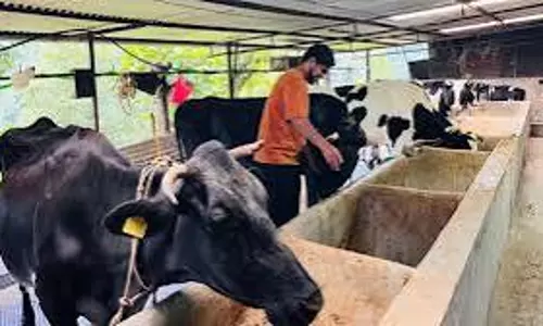 सिक्किम के युवा की नई पहल: मास्टर्स के बाद गांव में खोला डेयरी फार्म