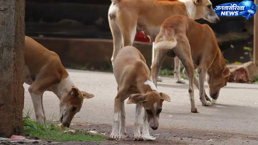 आवारा कुत्तों की नसबंदी में अड़चन, 12 हजार ऑपरेशन का अभियान अटका आवारा कुत्तों की नसबंदी में अड़चन, 12 हजार ऑपरेशन का अभियान अटका