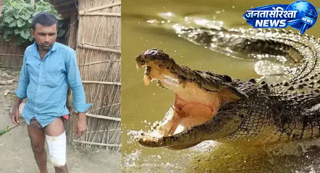 मछली पकड़ते युवक पर मगरमच्छ का हमला, ग्रामीणों ने जान जोखिम में डालकर बचाई जान मछली पकड़ते युवक पर मगरमच्छ का हमला, ग्रामीणों ने जान जोखिम में डालकर बचाई जान