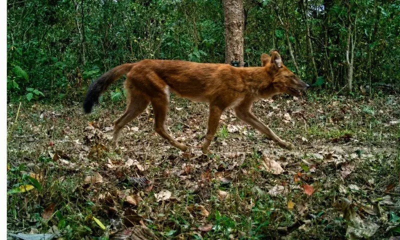 Assam: दशकों बाद बरनाडी सैंक्चुअरी में दुर्लभ जंगली कुत्तों के देखे जाने की पुष्टि हुई Assam: दशकों बाद बरनाडी सैंक्चुअरी में दुर्लभ जंगली कुत्तों के देखे जाने की पुष्टि हुई