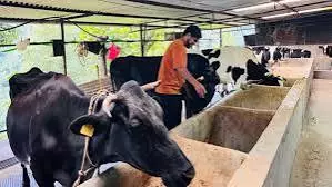 सिक्किम के युवा की नई पहल: मास्टर्स के बाद गांव में खोला डेयरी फार्म सिक्किम के युवा की नई पहल: मास्टर्स के बाद गांव में खोला डेयरी फार्म