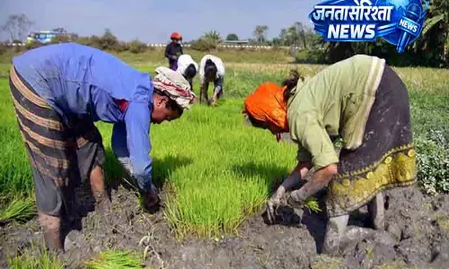 Haryana में कम बारिश, खरीफ बुआई पर असर Haryana में कम बारिश, खरीफ बुआई पर असर