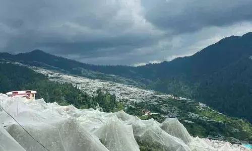 Himachal सेब की फसल खराब होने का बढ़ा खतरा Himachal सेब की फसल खराब होने का बढ़ा खतरा