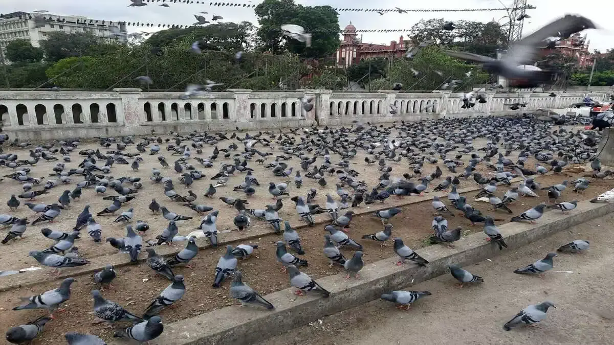 हैदराबाद में कबूतरों की बढ़ती समस्या, बर्ड सेफ्टी नेट की मांग में आया उछाल हैदराबाद में कबूतरों की बढ़ती समस्या, बर्ड सेफ्टी नेट की मांग में आया उछाल
