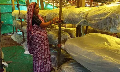 मशरूम उत्पादन से बदली जिंदगी, बिहान ने पुष्पा साव को बनाया आत्मनिर्भर मशरूम उत्पादन से बदली जिंदगी, बिहान ने पुष्पा साव को बनाया आत्मनिर्भर