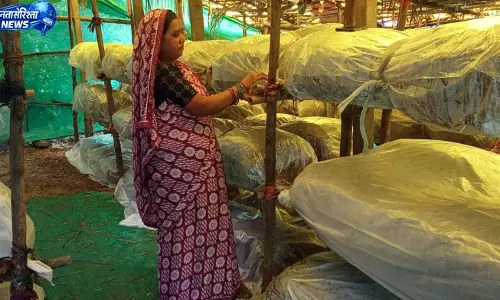 मशरूम उत्पादन से बदली जिंदगी: बिहान ने पुष्पा साव को बनाया आत्मनिर्भर