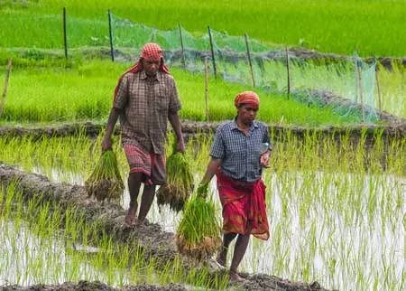 कावेरी डेल्टा के किसानों पर तिहरी मार, भूजल घटा, खारा पानी बढ़ा और मेट्टूर बांध का पानी अब भी नहीं मिला कावेरी डेल्टा के किसानों पर तिहरी मार, भूजल घटा, खारा पानी बढ़ा और मेट्टूर बांध का पानी अब भी नहीं मिला