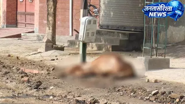 बारिश के बाद बिजली खंभे में उतरा करंट बारिश के बाद बिजली खंभे में उतरा करंट