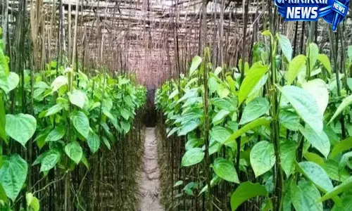 पान उत्पादक किसानों को राहत, सरकारी योजना के तहत मुजफ्फरपुर में मिलेगा अनुदान का लाभ पान उत्पादक किसानों को राहत, सरकारी योजना के तहत मुजफ्फरपुर में मिलेगा अनुदान का लाभ