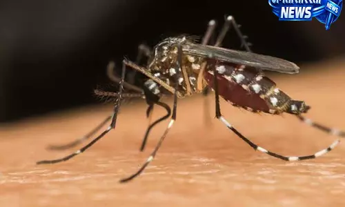 मानसून के बीच स्वास्थ्य संकट, झारखंड में हजारों लोग मलेरिया की चपेट में, डेंगू को लेकर अलर्ट मानसून के बीच स्वास्थ्य संकट, झारखंड में हजारों लोग मलेरिया की चपेट में, डेंगू को लेकर अलर्ट