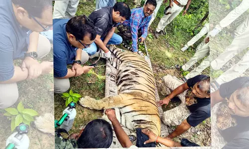 बांधवगढ़ में खराब रेडियो कॉलर वाली बाघिन का सफल रेस्क्यू बांधवगढ़ में खराब रेडियो कॉलर वाली बाघिन का सफल रेस्क्यू