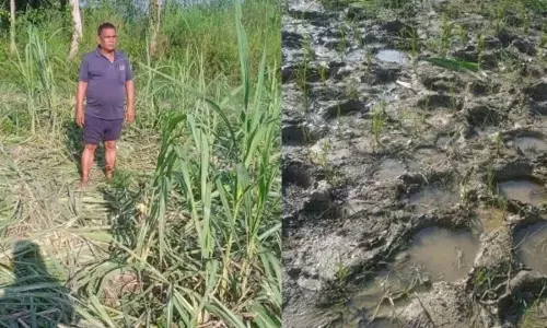 लखीमपुर खीरी में हाथियों का उत्पात, तीन एकड़ फसल रौंदी; किसानों ने मांगा मुआवजा