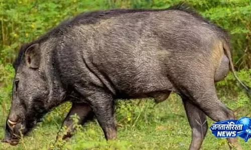 ओडिशा के Dhenkanal में जंगली सूअर के हमले में 1 की मौत, 10 घायल ओडिशा के Dhenkanal में जंगली सूअर के हमले में 1 की मौत, 10 घायल