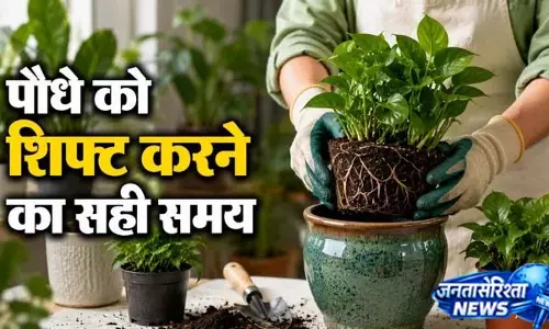इन संकेतों से समझें गमला बदलने का समय