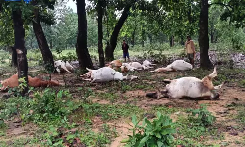 CG BREAKING: आकाशीय बिजली का कहर, 12 मवेशियों की मौत CG BREAKING: आकाशीय बिजली का कहर, 12 मवेशियों की मौत