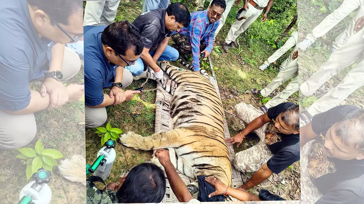 बांधवगढ़ में खराब रेडियो कॉलर वाली बाघिन का सफल रेस्क्यू