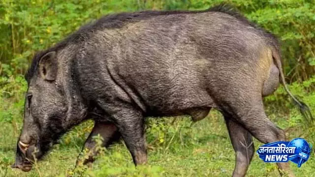 ओडिशा के Dhenkanal में जंगली सूअर के हमले में 1 की मौत, 10 घायल ओडिशा के Dhenkanal में जंगली सूअर के हमले में 1 की मौत, 10 घायल