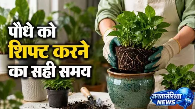 इन संकेतों से समझें गमला बदलने का समय इन संकेतों से समझें गमला बदलने का समय