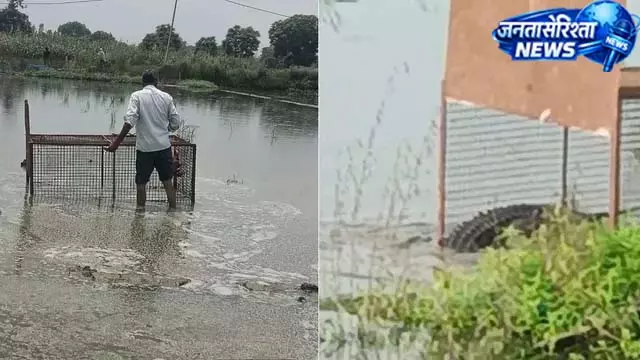 मुर्गे को चट कर पानी में लौटा मगरमच्छ मुर्गे को चट कर पानी में लौटा मगरमच्छ