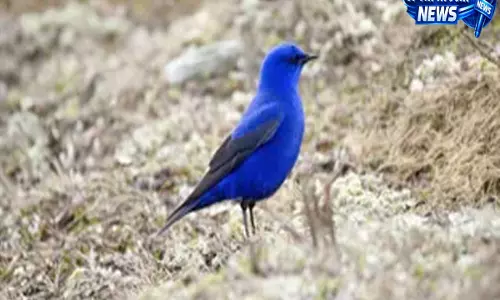 उत्तराखंड की जोहार घाटी में दिखा ग्रैंडाला पक्षियों का बड़ा झुंड, वैज्ञानिक कर रहे अध्ययन