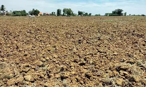 कावेरी जल विवाद का असर: डेल्टा जिलों में सांबा धान की खेती पर संकट