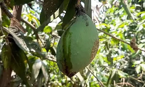 तमिलनाडु में आम किसानों को राहत योजना का इंतजार