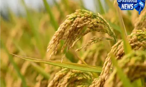 सूखे संकट के बीच कृषि विभाग का प्लान, धनबाद किसानों को वैकल्पिक खेती अपनाने की अपील सूखे संकट के बीच कृषि विभाग का प्लान, धनबाद किसानों को वैकल्पिक खेती अपनाने की अपील
